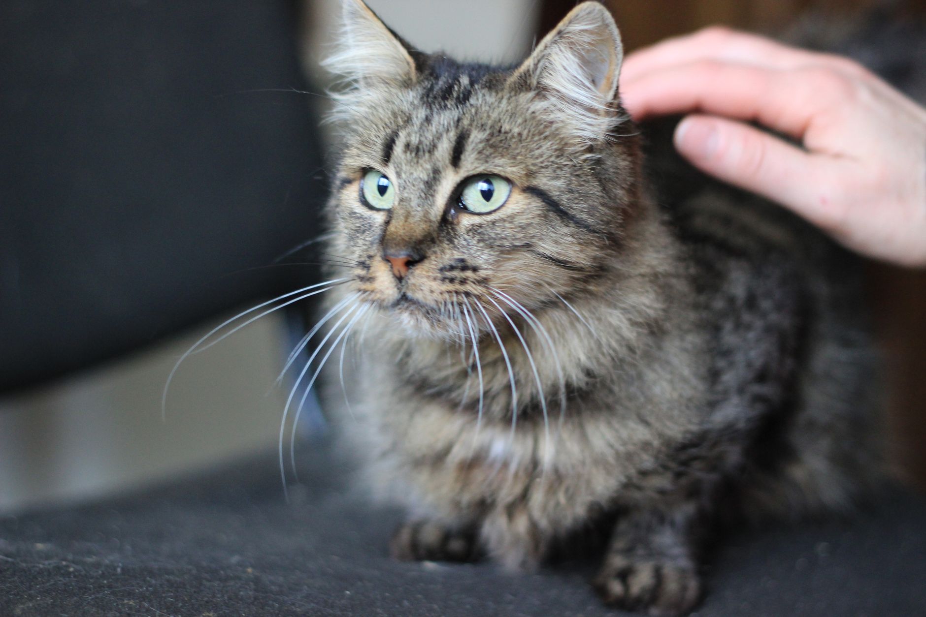 A cat undergoing diagnostic blood testing at a veterinary clinic