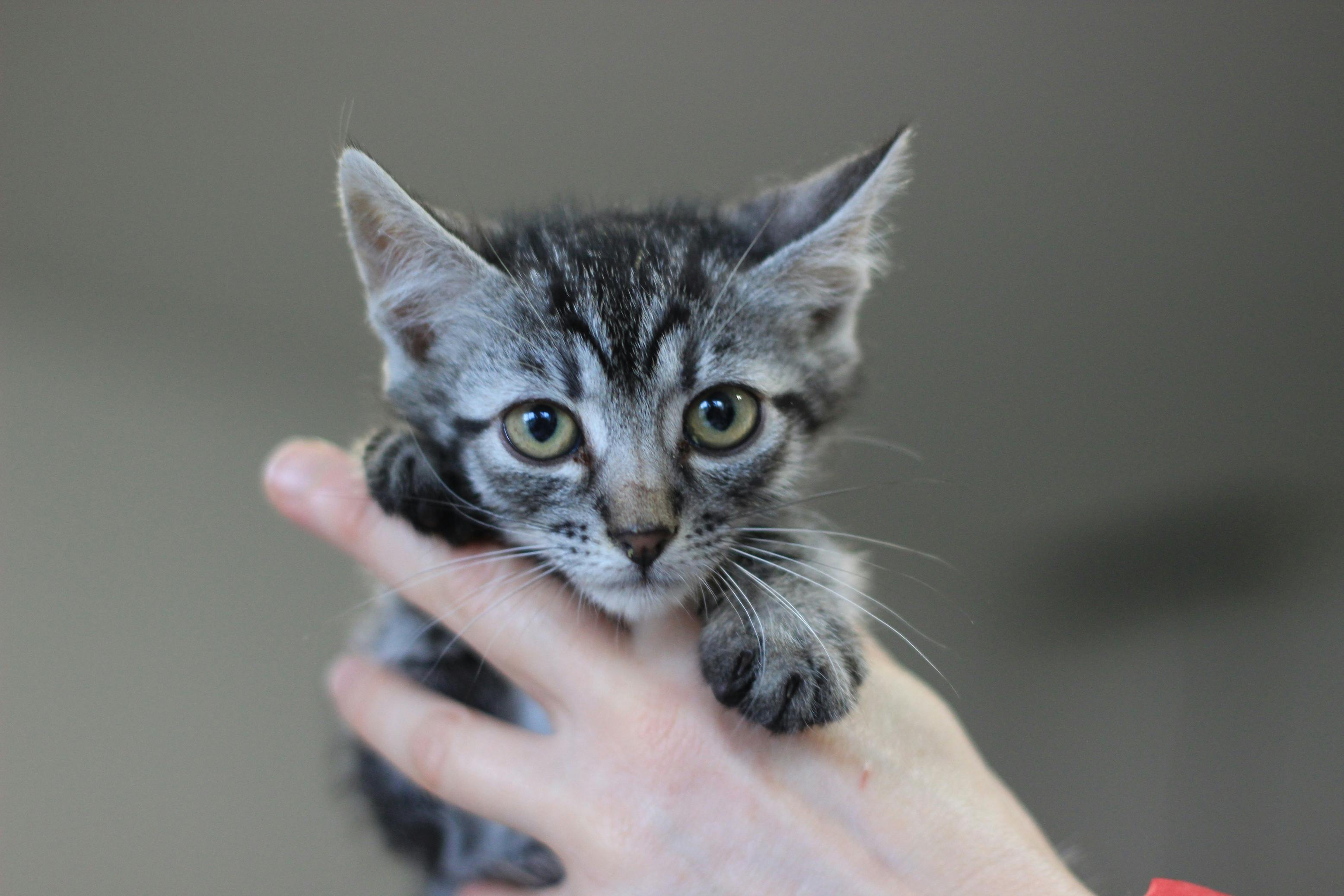 pet insurance, veterinary expenses, pet health costs, pet finance and insurance — Photo by Natalia Sevruk on Pexels