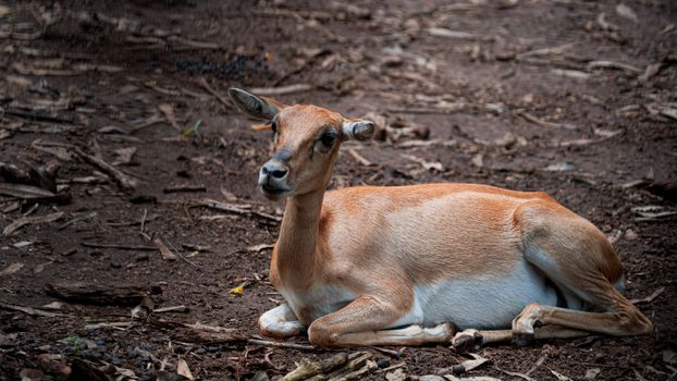 A serene antelope resting on a forest floor, showcasing wildlife in its natural habitat.