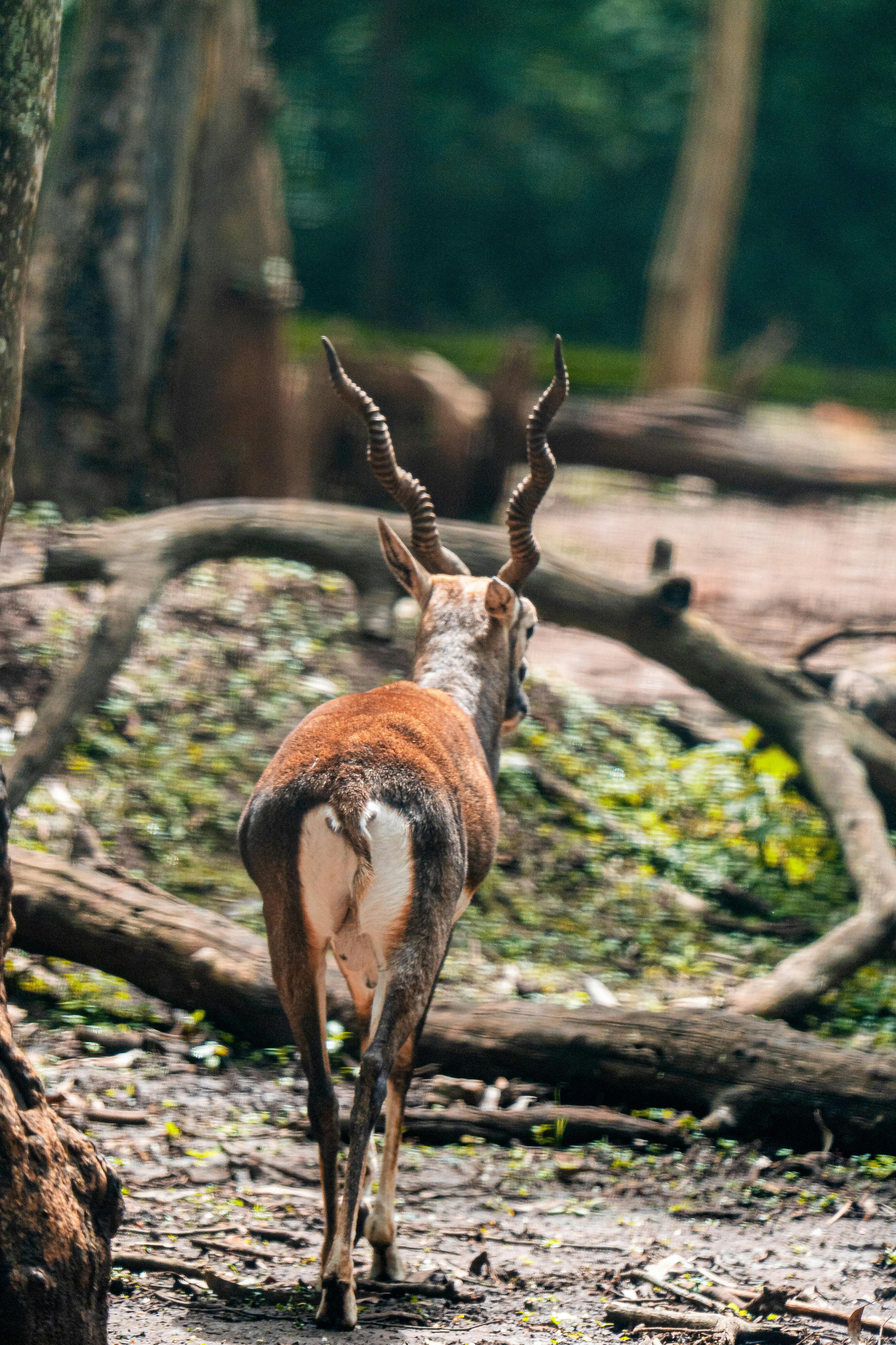 Gratuit Une antilope solitaire se promène dans un cadre forestier tranquille, mettant en valeur la faune dans la nature. Photos