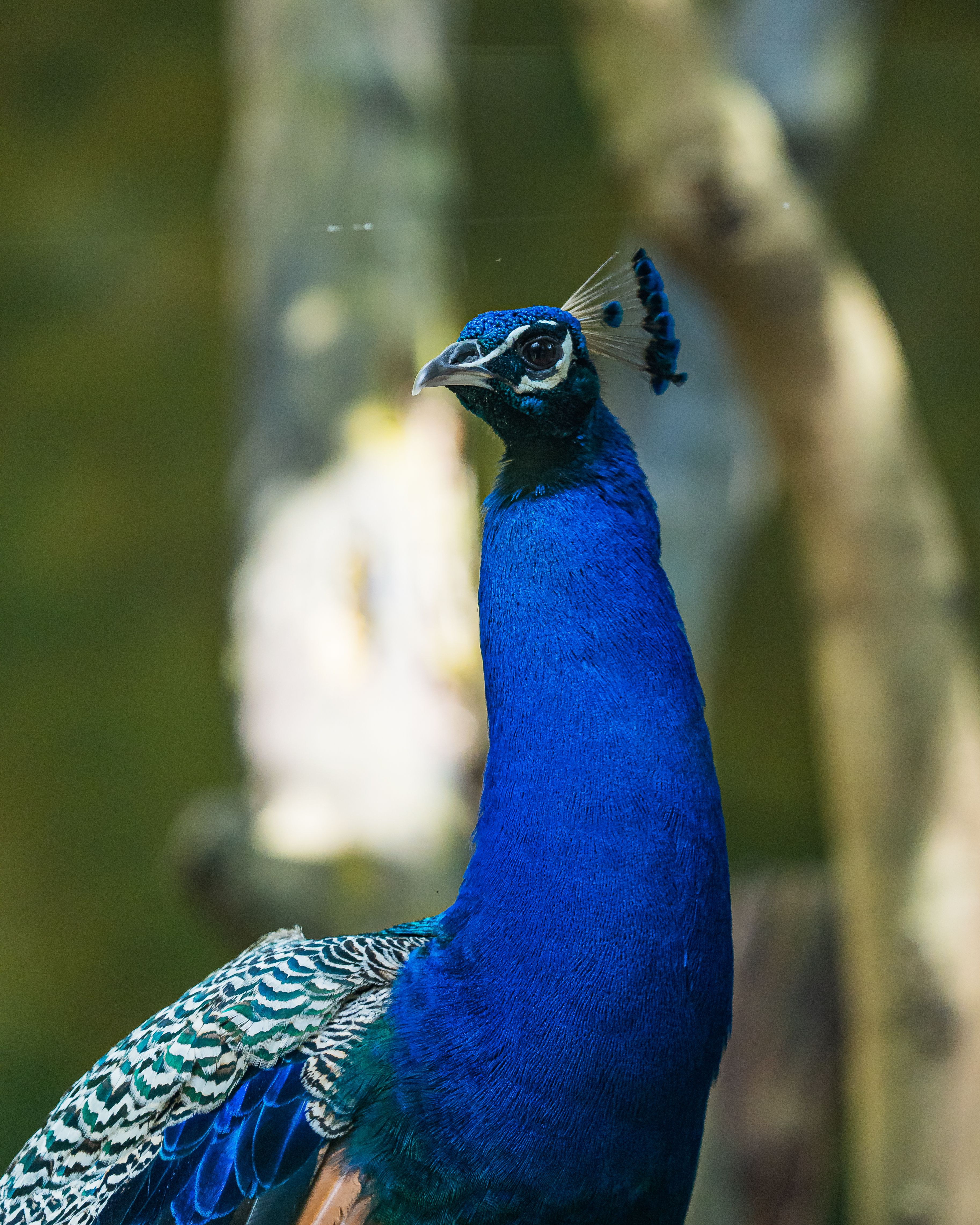 Majestic Peacock in Natural Habitat · Free Stock Photo