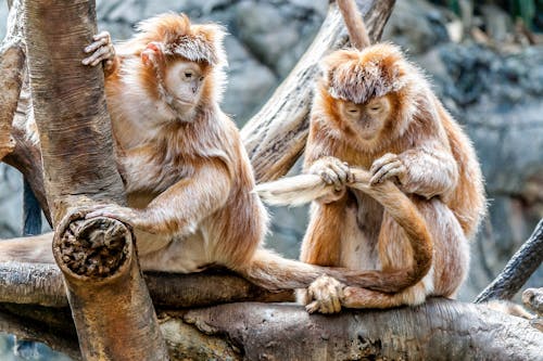 무료 원숭이의 클로즈업 스톡 사진