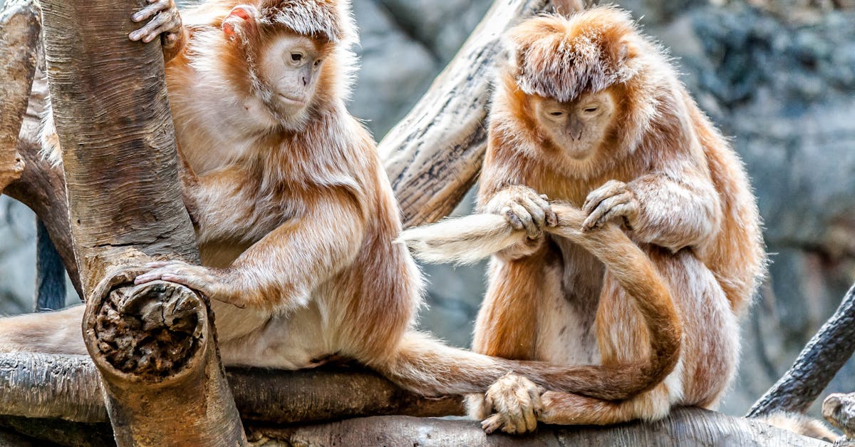 How much do Capuchin monkeys cost UK