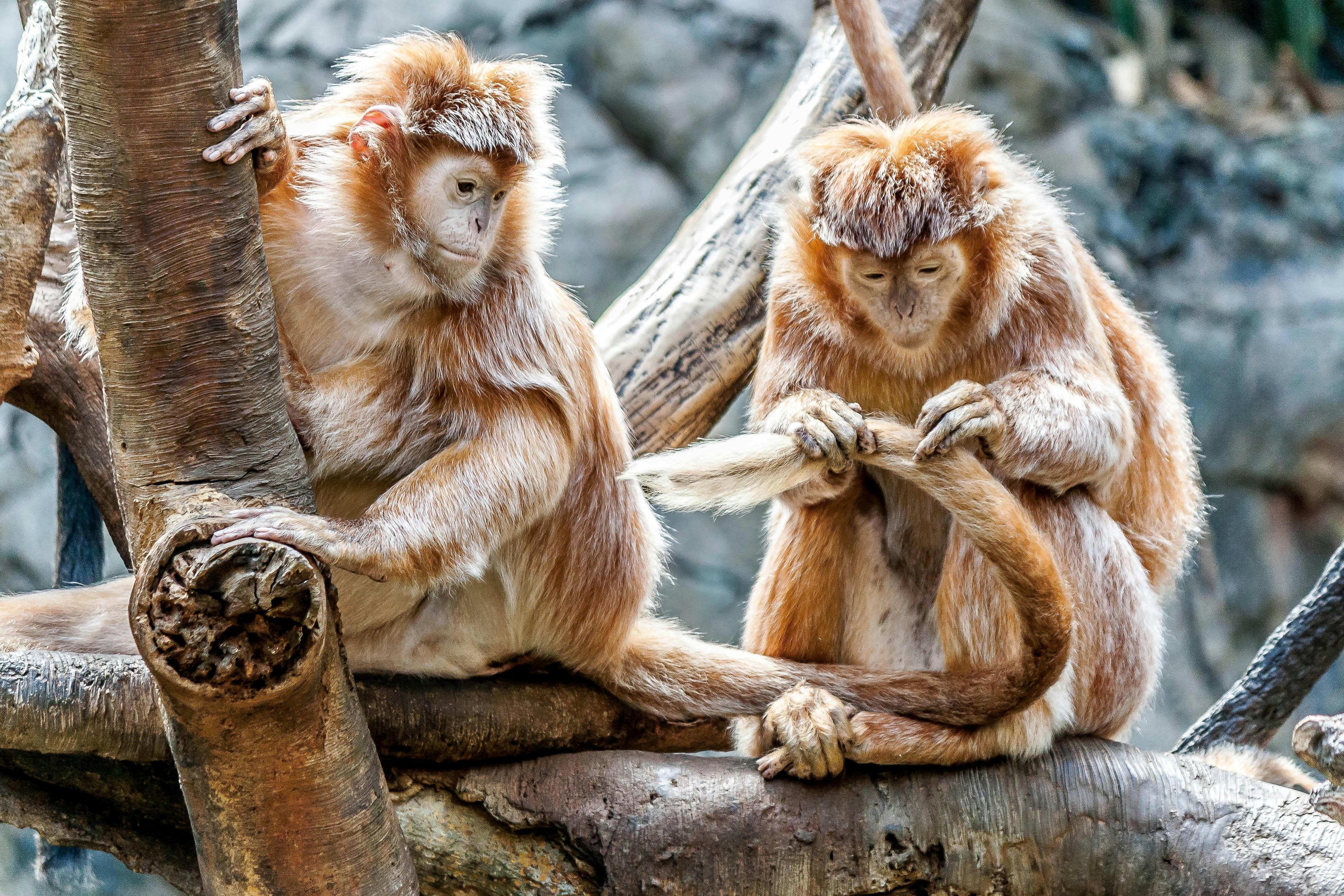 Foto Um macaco branco e marrom sentado em cima de um trilho vermelho –  Imagem de Macaco grátis no Unsplash