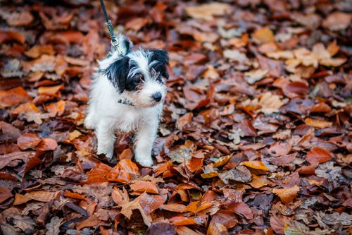 Free A cute small dog on a leash standing amidst fallen autumn leaves in the forest. Stock Photo