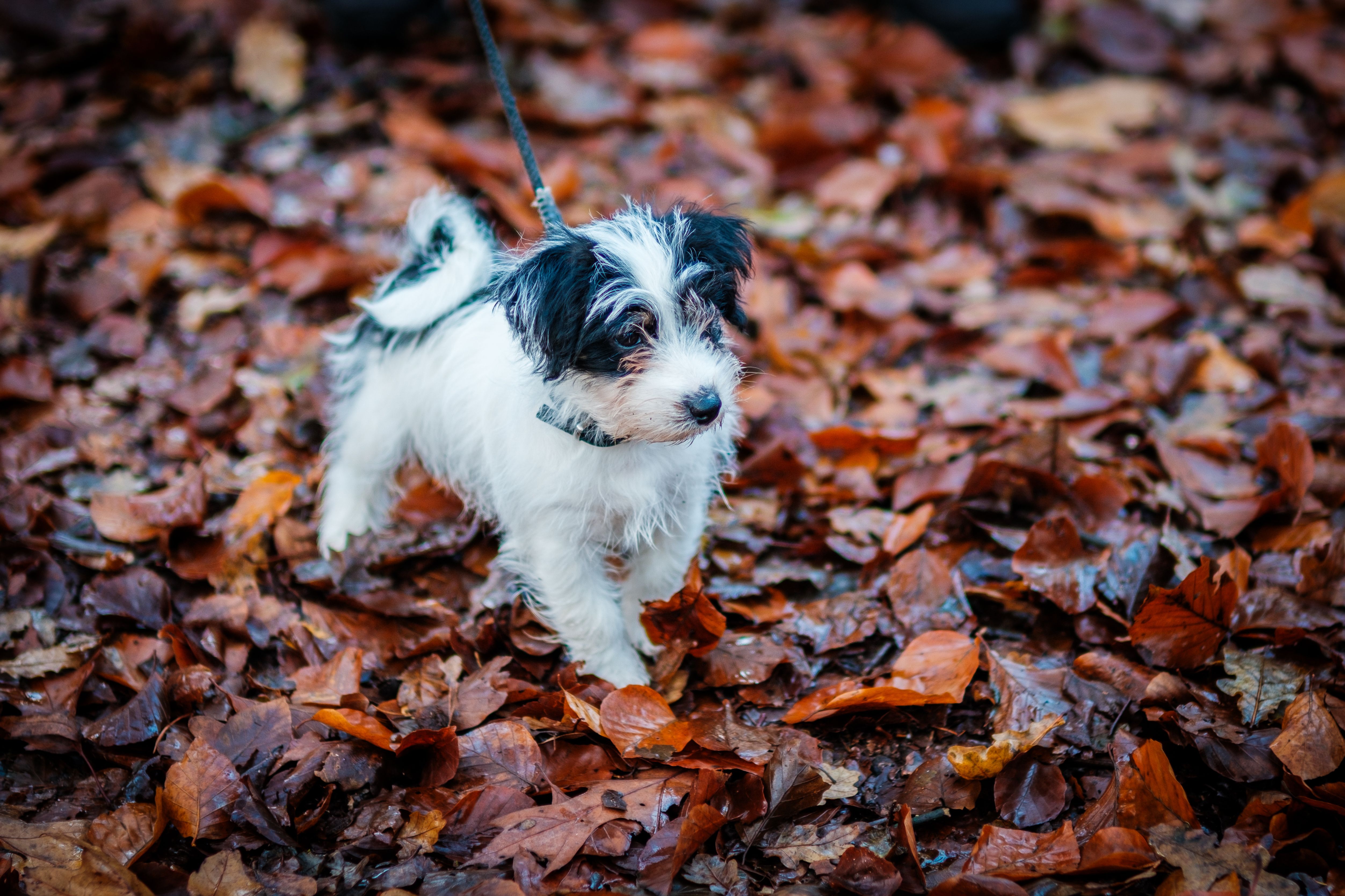 Adorable Puppy Exploring Autumn Leaves · Free Stock Photo
