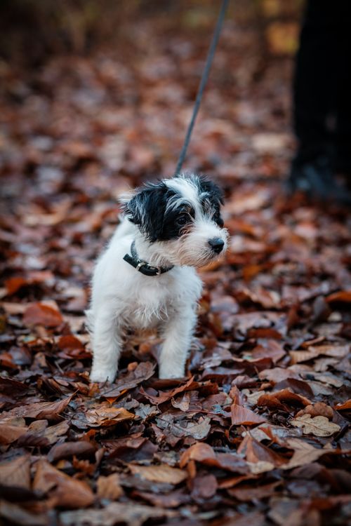 Free A small puppy on a leash enjoys a walk surrounded by colorful autumn leaves in a forest setting. Stock Photo