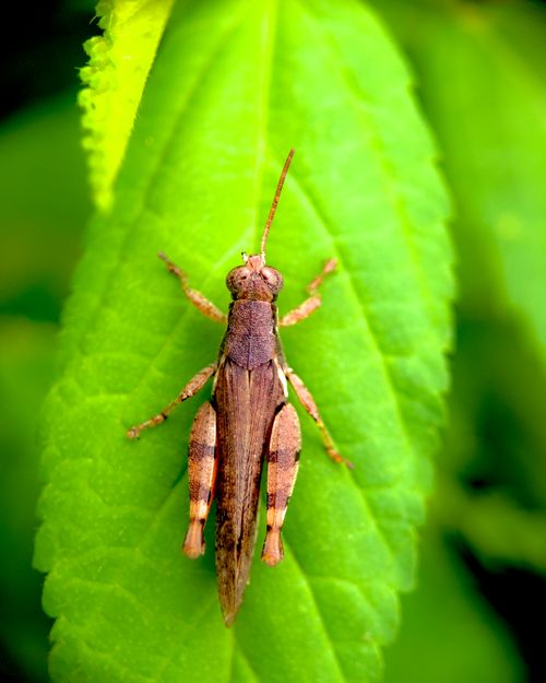 Free Detailed shot of a grasshopper on a green leaf showcasing nature's textures. Stock Photo