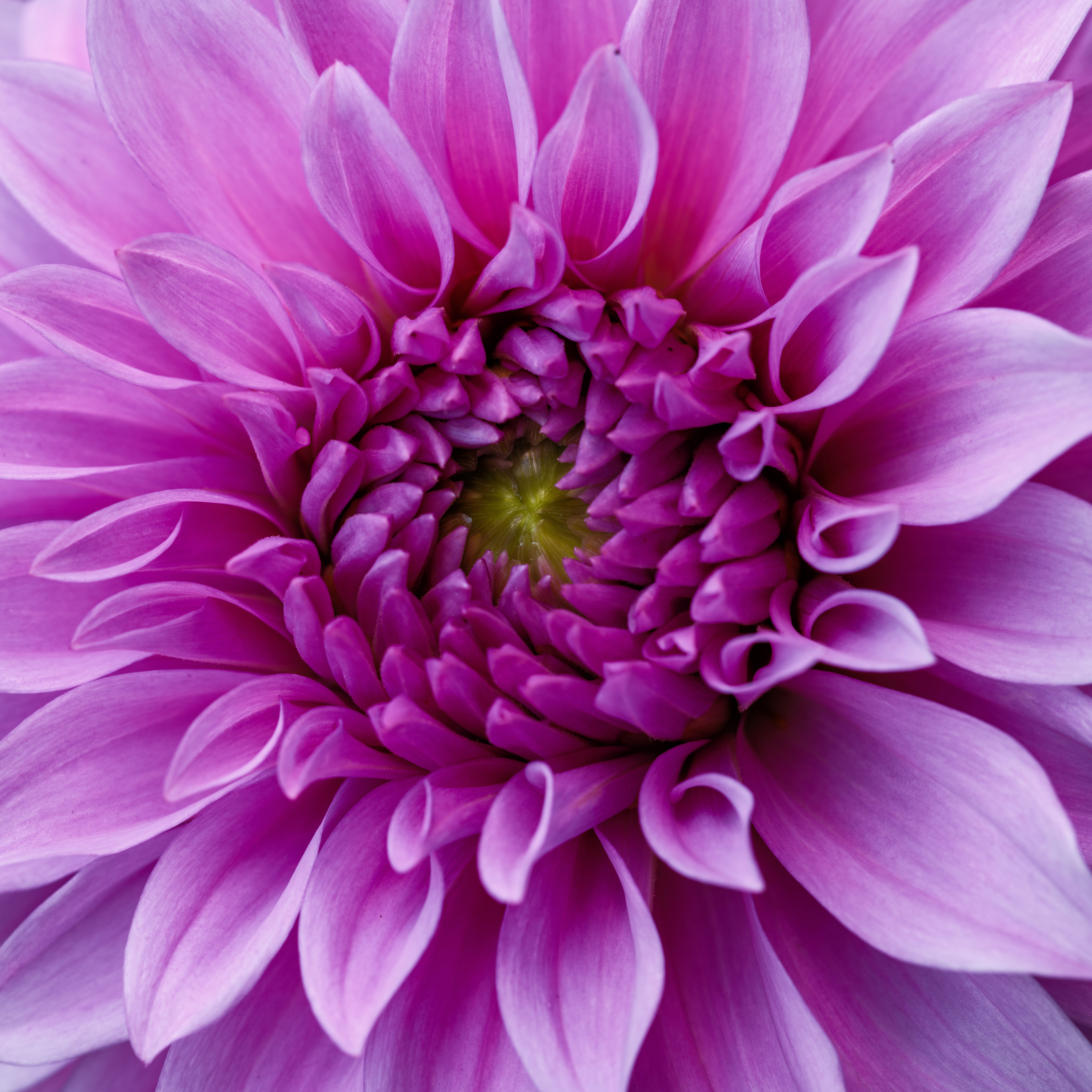 Detailed macro shot of a vibrant pink dahlia flower, showcasing its intricate petals.