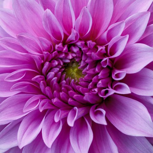 Free Detailed macro shot of a vibrant pink dahlia flower, showcasing its intricate petals. Stock Photo