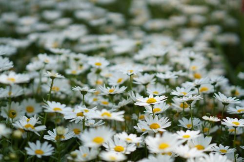 Free A serene field of blooming white daisies, capturing the essence of nature in full spring flourish. Stock Photo