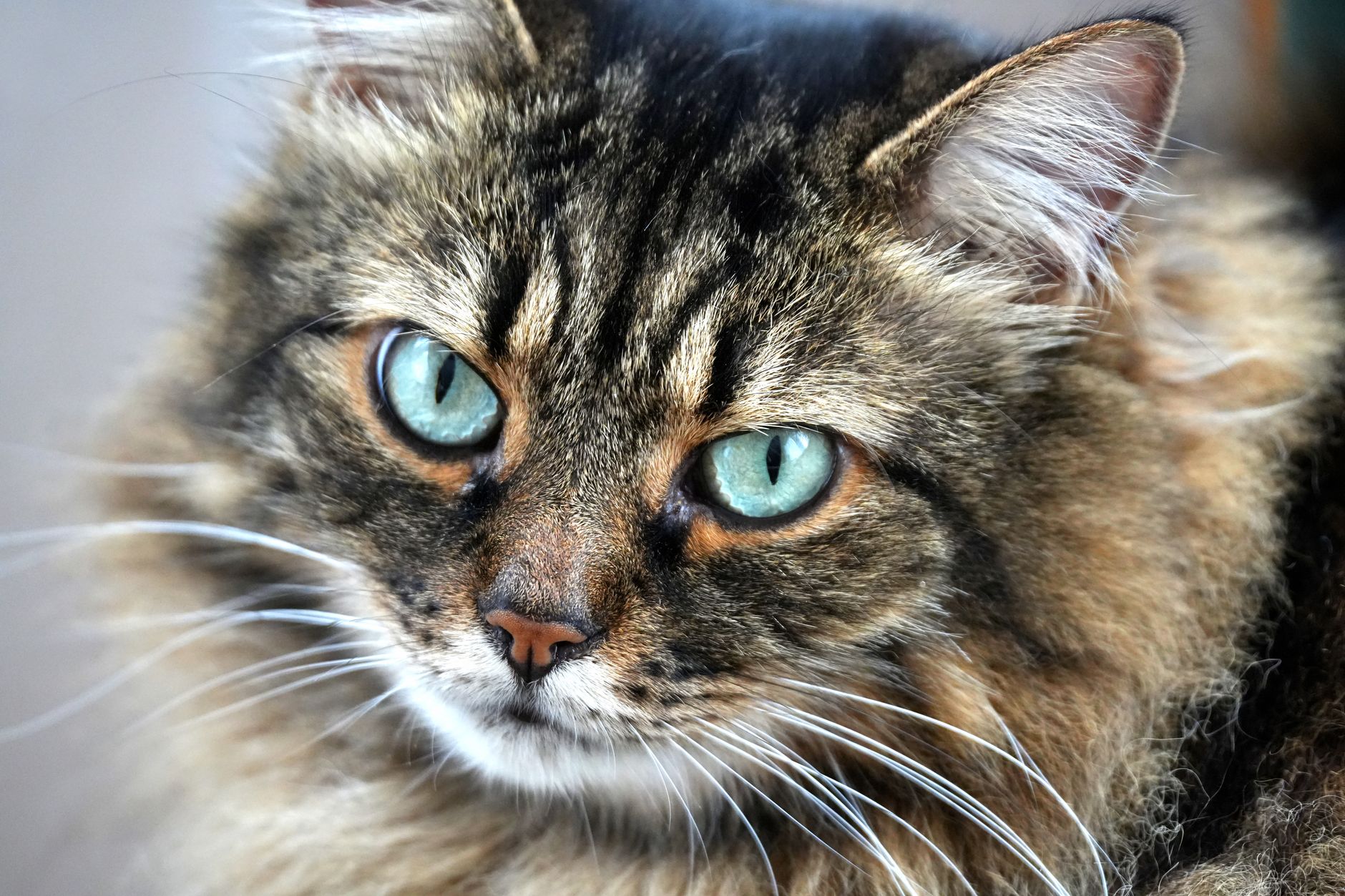 Best Hypoallergenic Cat Grooming Sprays (2026) – Gentle, Effective Sprays for Sensitive Cats