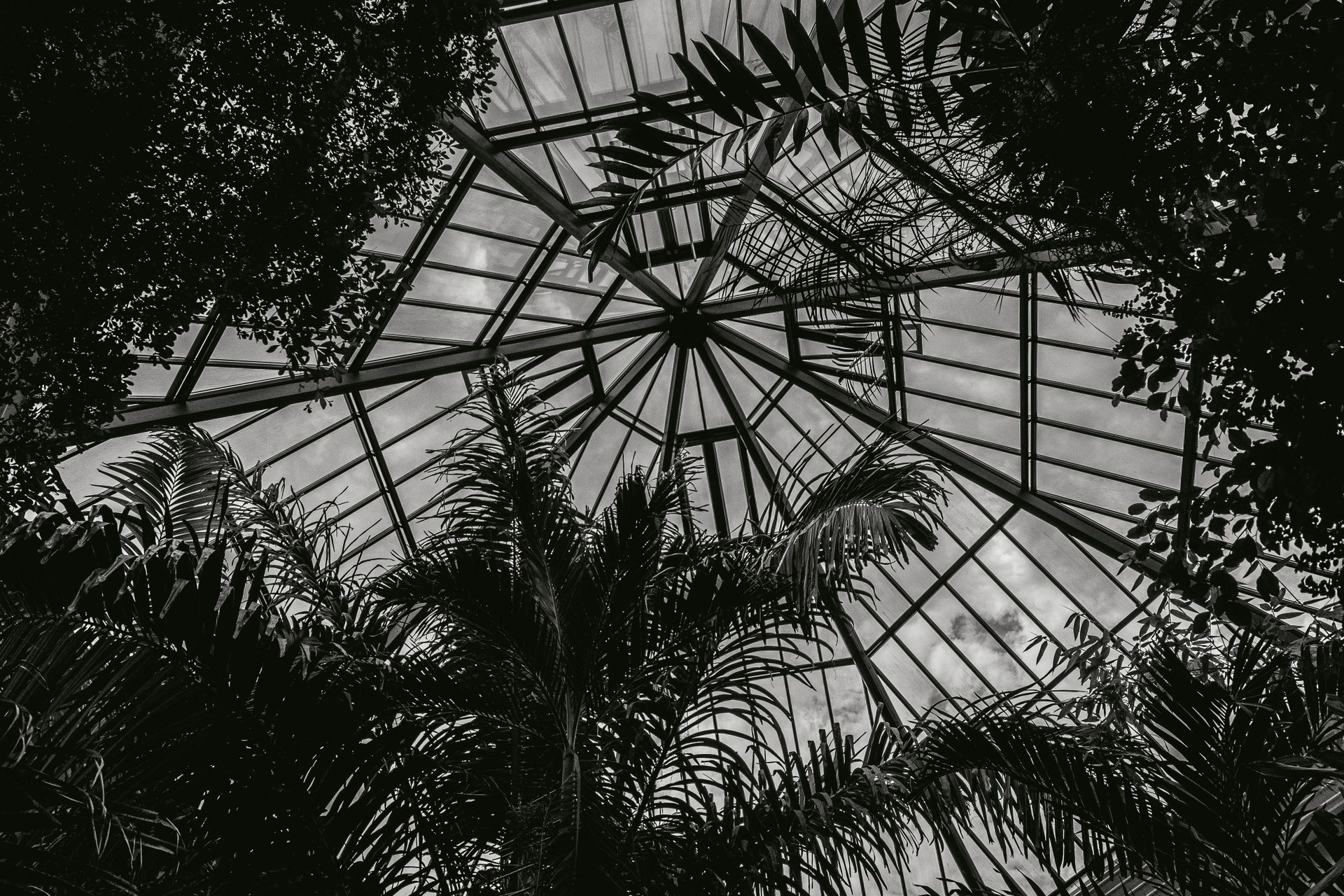 Monochrome view of a conservatory glass roof with tropical foliage underneath.