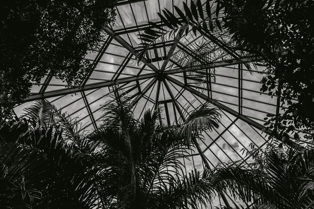 Glass-roofed botanical house filled with tropical plants — photo by Barna Morvai on Pexels