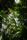 jungle