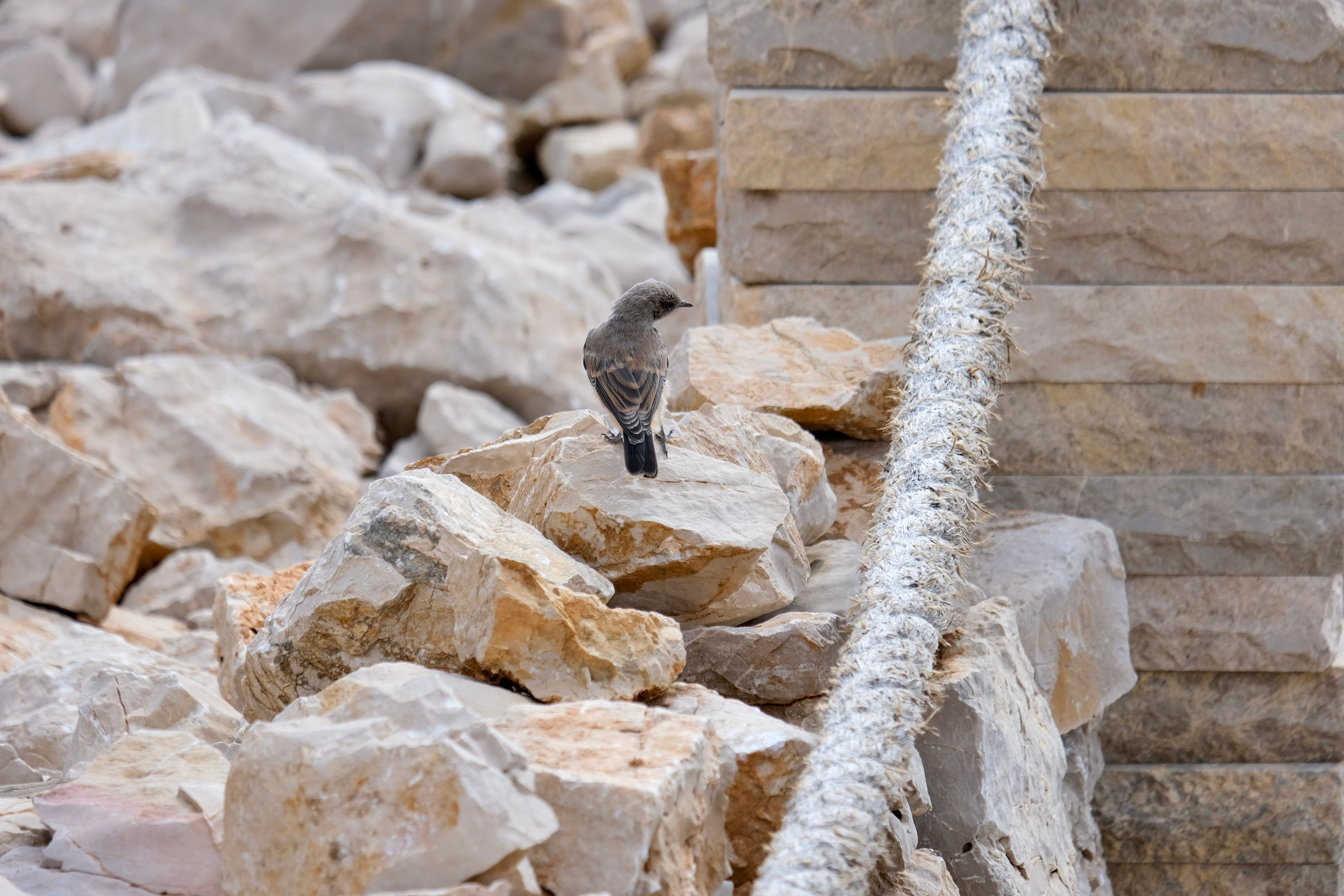 Small Bird Resting on Rocky Terrain in Quarry · Free Stock Photo