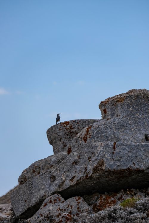 Free A solitary rock wren perched on a large lichen-covered boulder under a clear blue sky. Stock Photo
