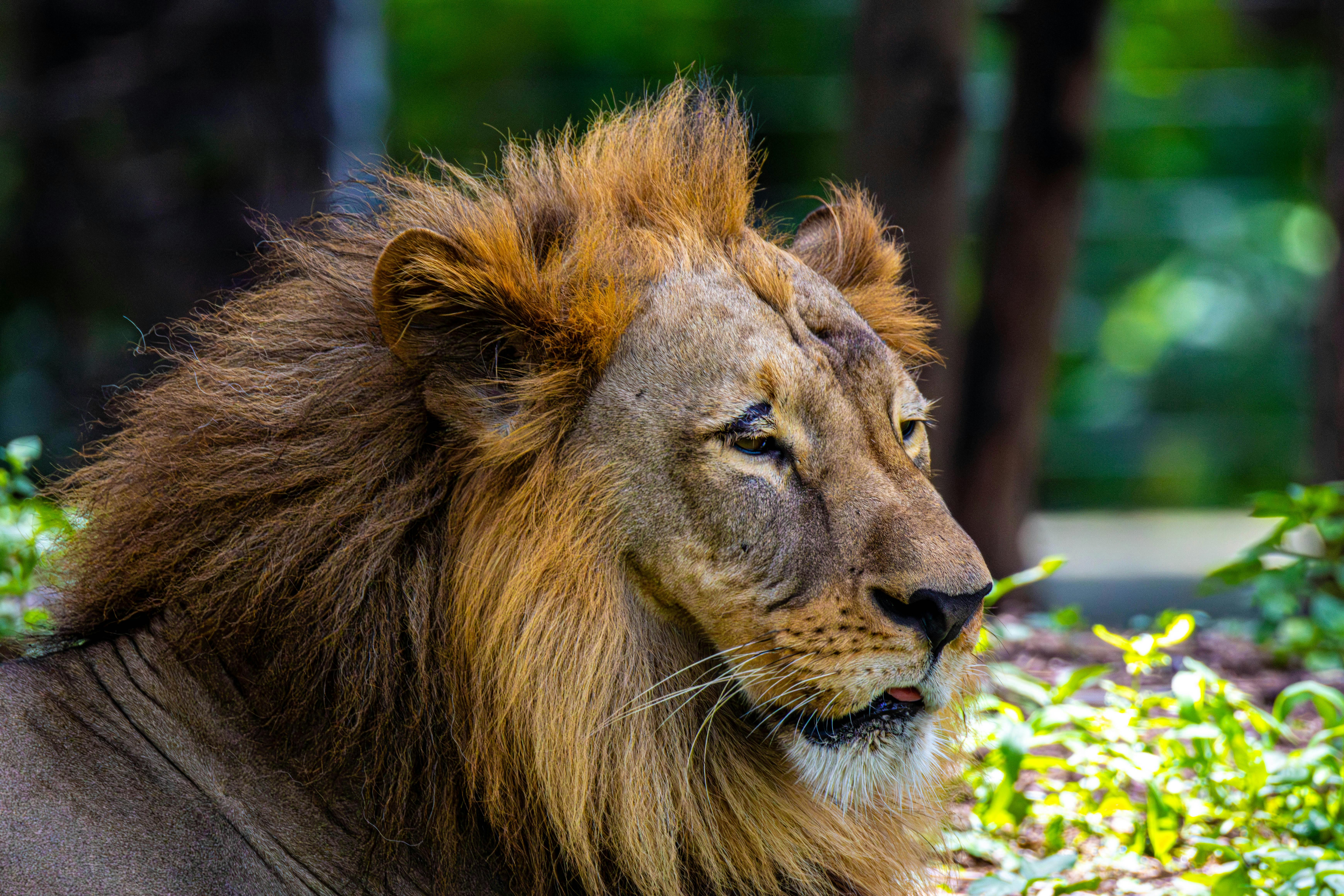 Close-up of a majestic lion with lush mane in a natural habitat at Hyderabad Zoo, Telangana, India