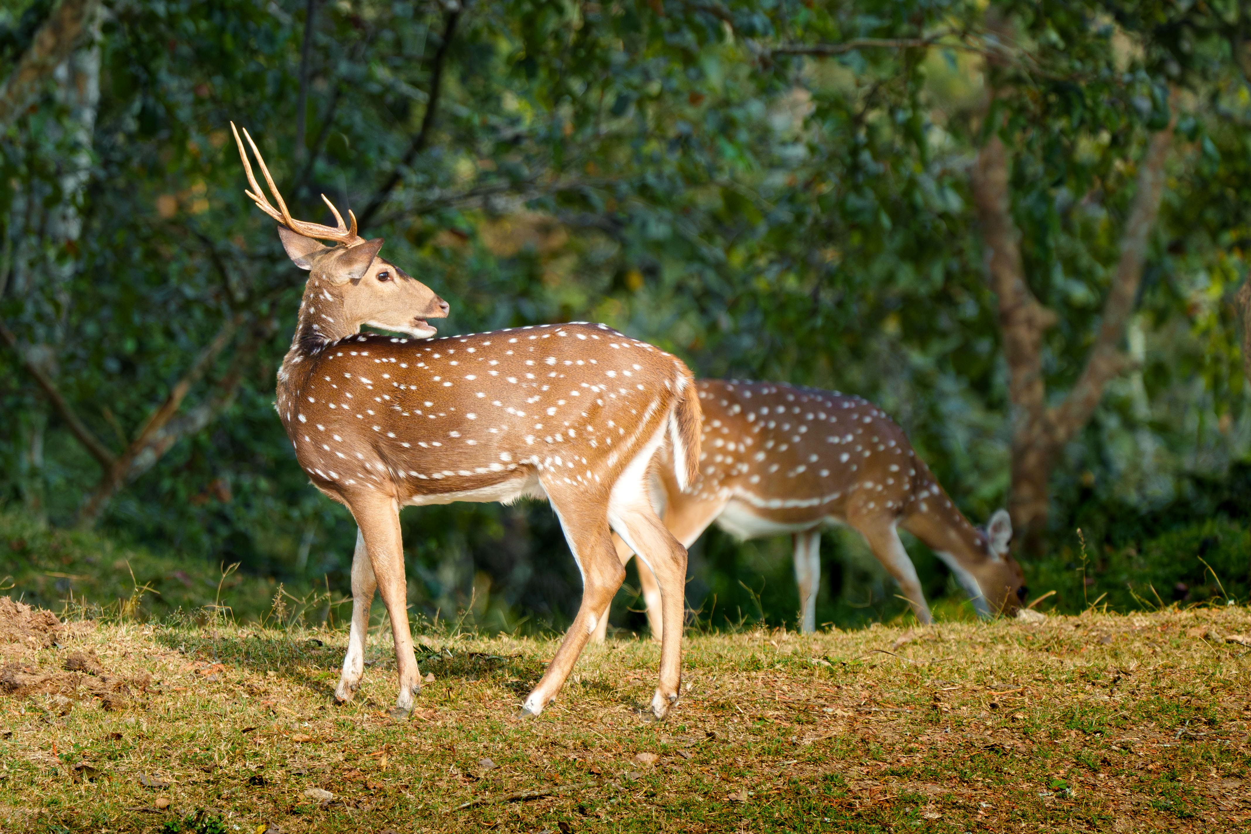 How to Reach Dandeli from Bangalore: Road, Rail & Bus Options