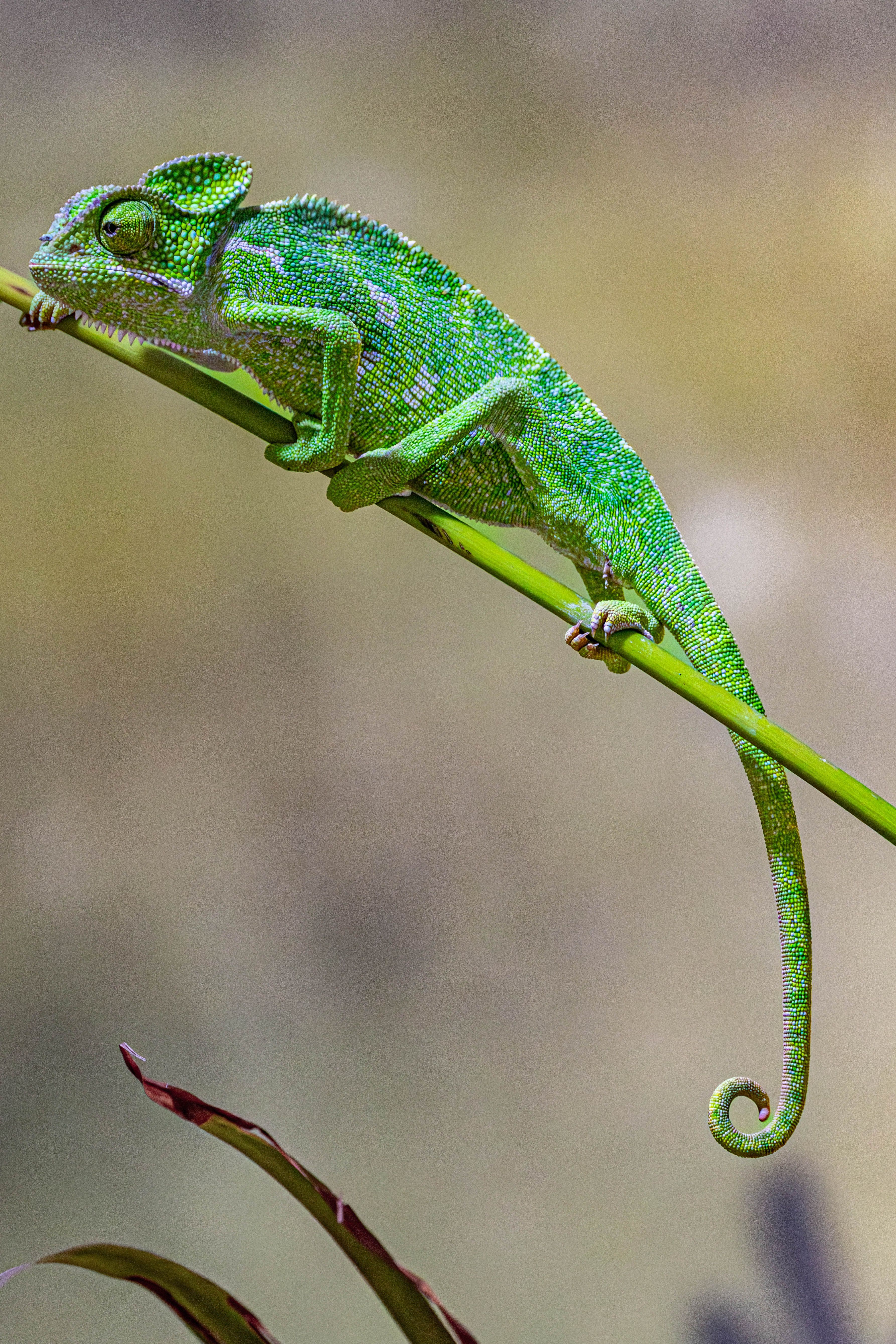 Green Chameleon Lizard on a Branch Close-up · Free Stock Photo