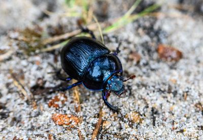 Ancient Farmers Cultivated Insects