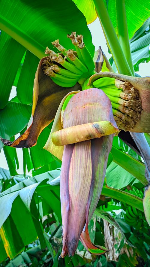 Free Vibrant banana blossom in tropical setting, showcasing a lush green background and rich textures. Stock Photo