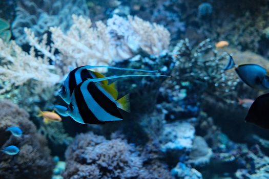 Colorful underwater scene featuring vibrant marine fish swimming among corals.