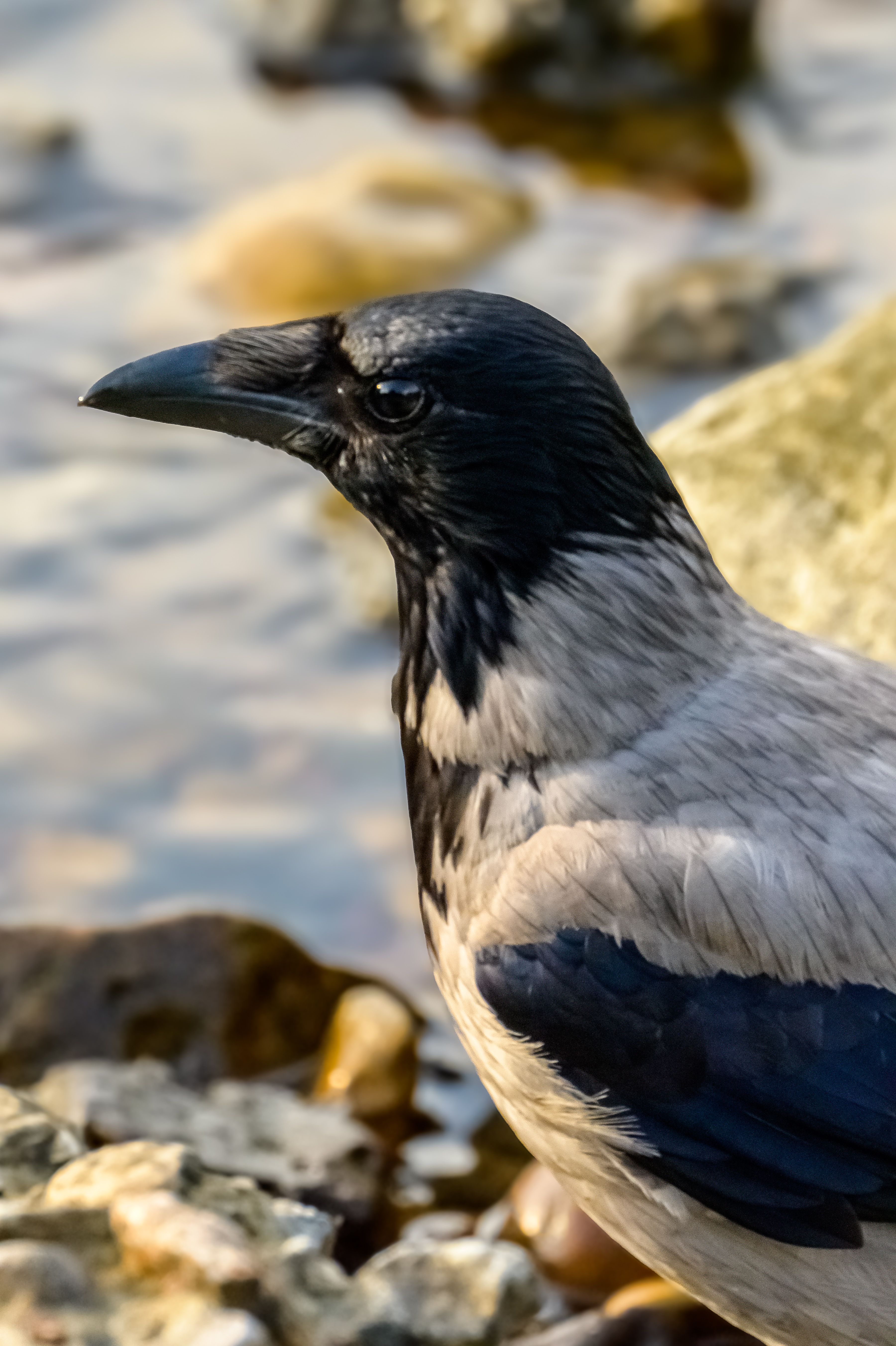 Hooded Crow by the Waterside · Free Stock Photo