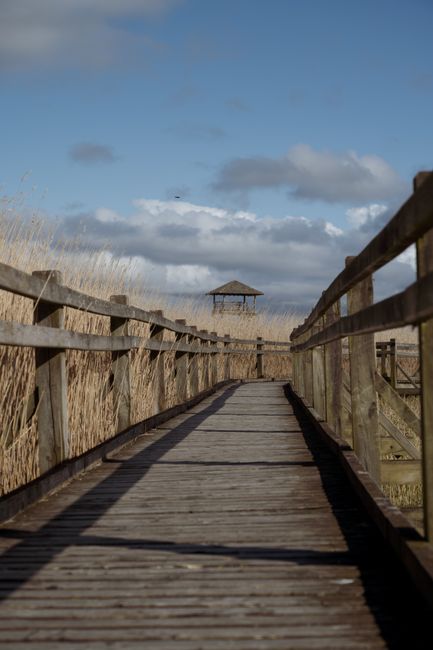 A scenic wooden pathway through nature leading to an observation tower under a bright blue sky.