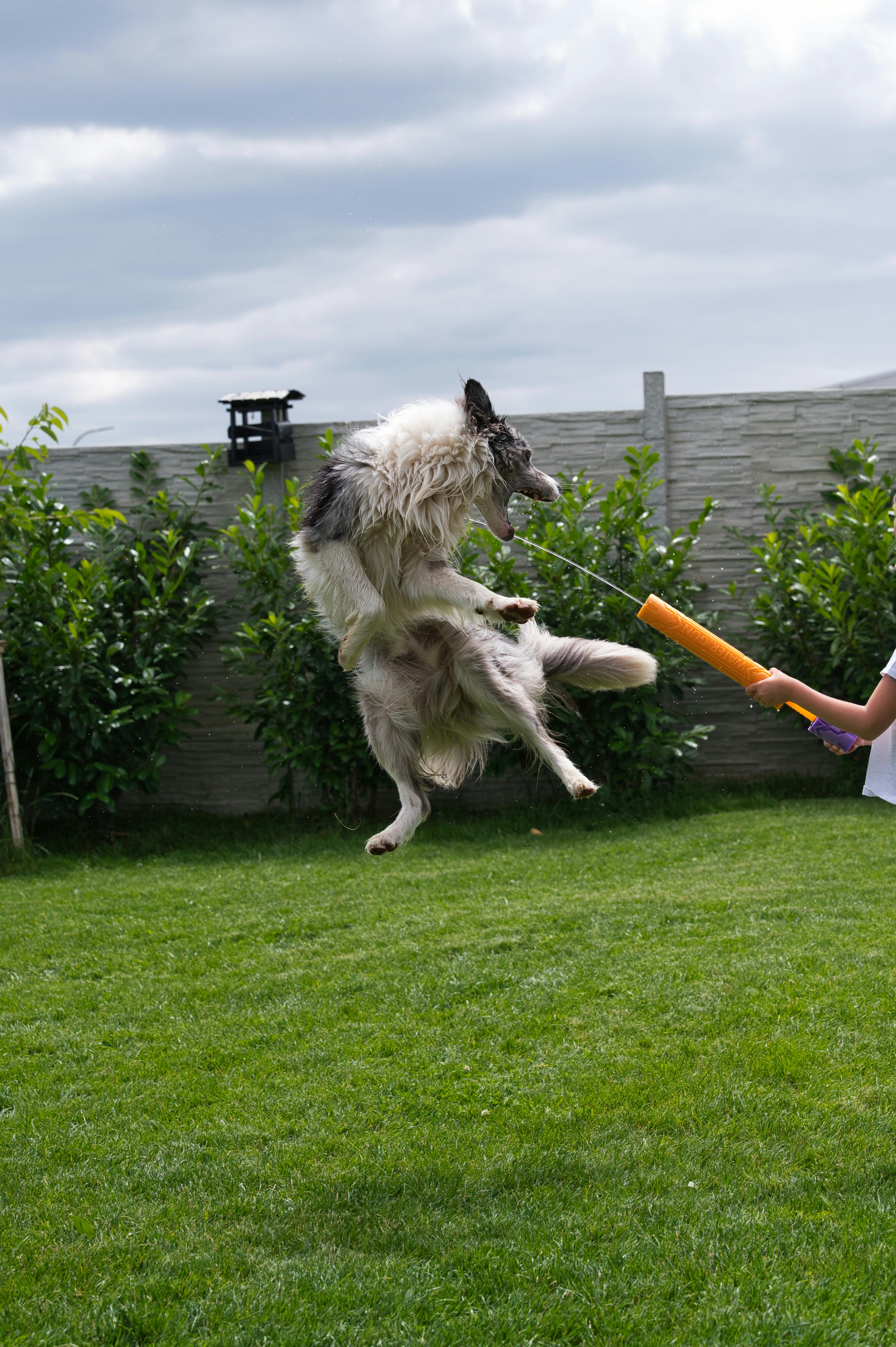 Federation dog care moment for terrier dogs with calm training focus
