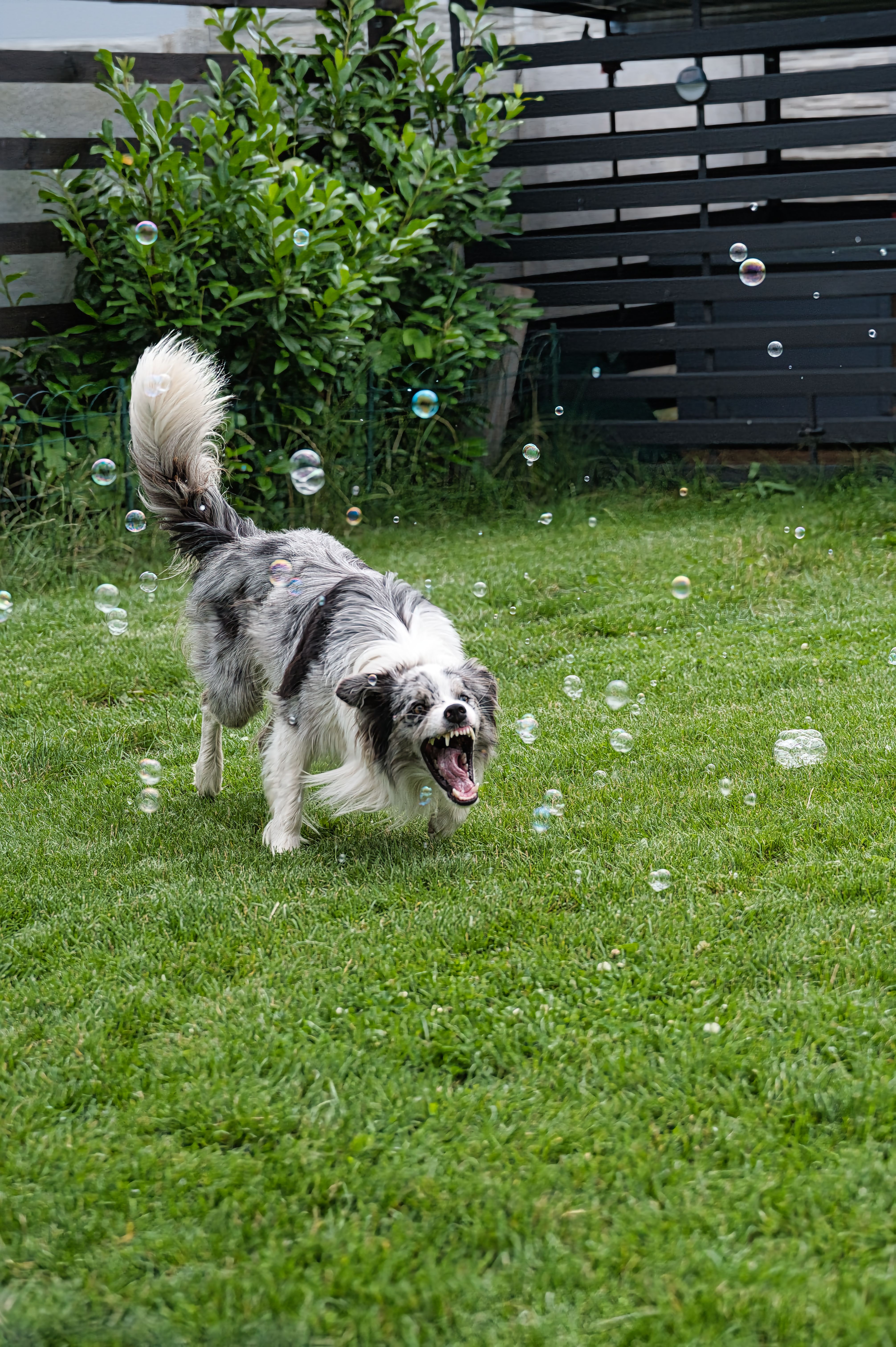 Playful Border Collie Chasing Bubbles in Garden · Free Stock Photo