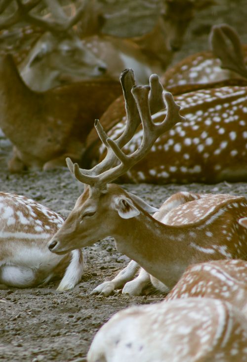 Free A tranquil scene of a fallow deer herd resting together in their natural habitat. Stock Photo