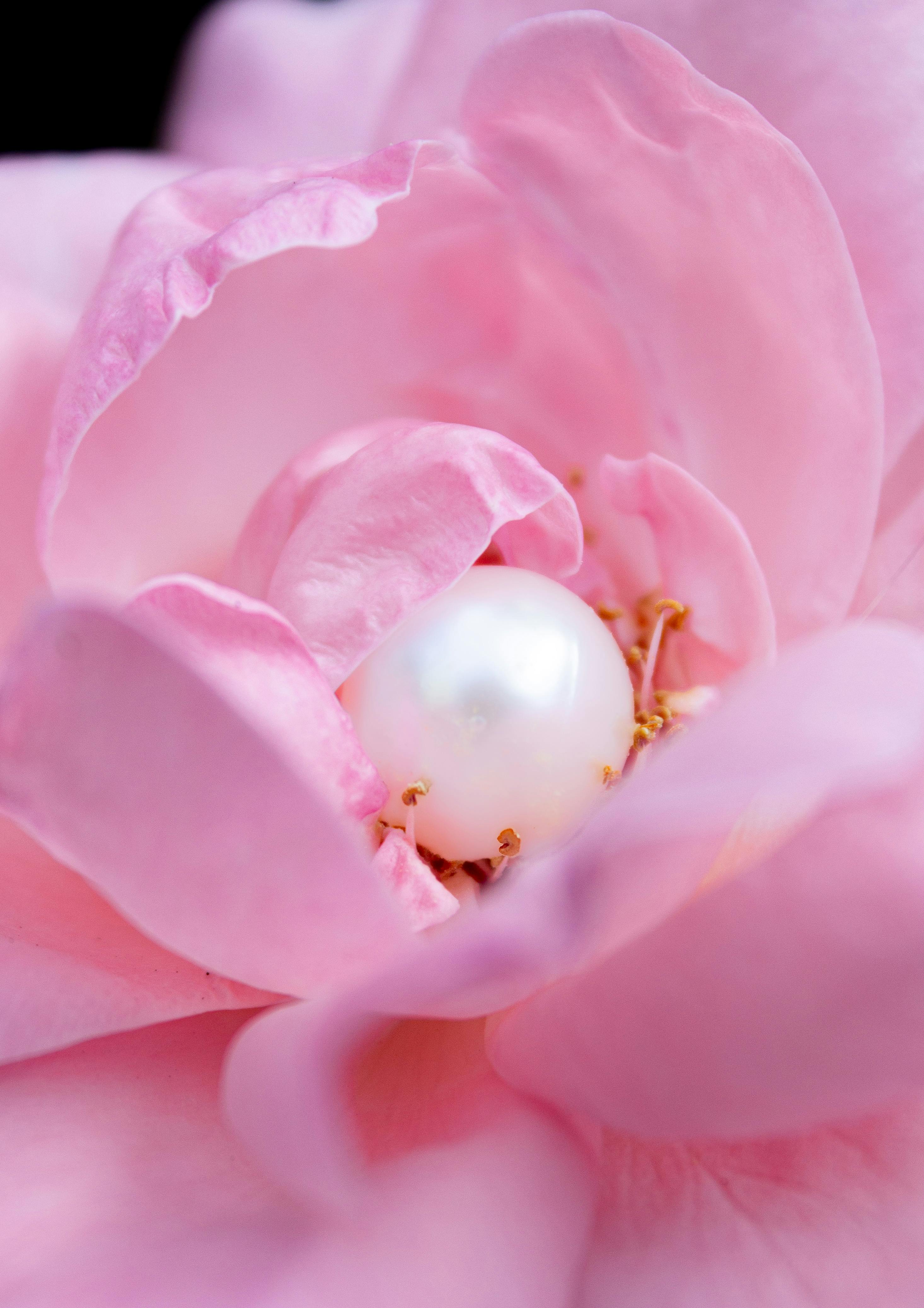 Macro shot of a delicate pink rose with a lustrous pearl nestled inside.