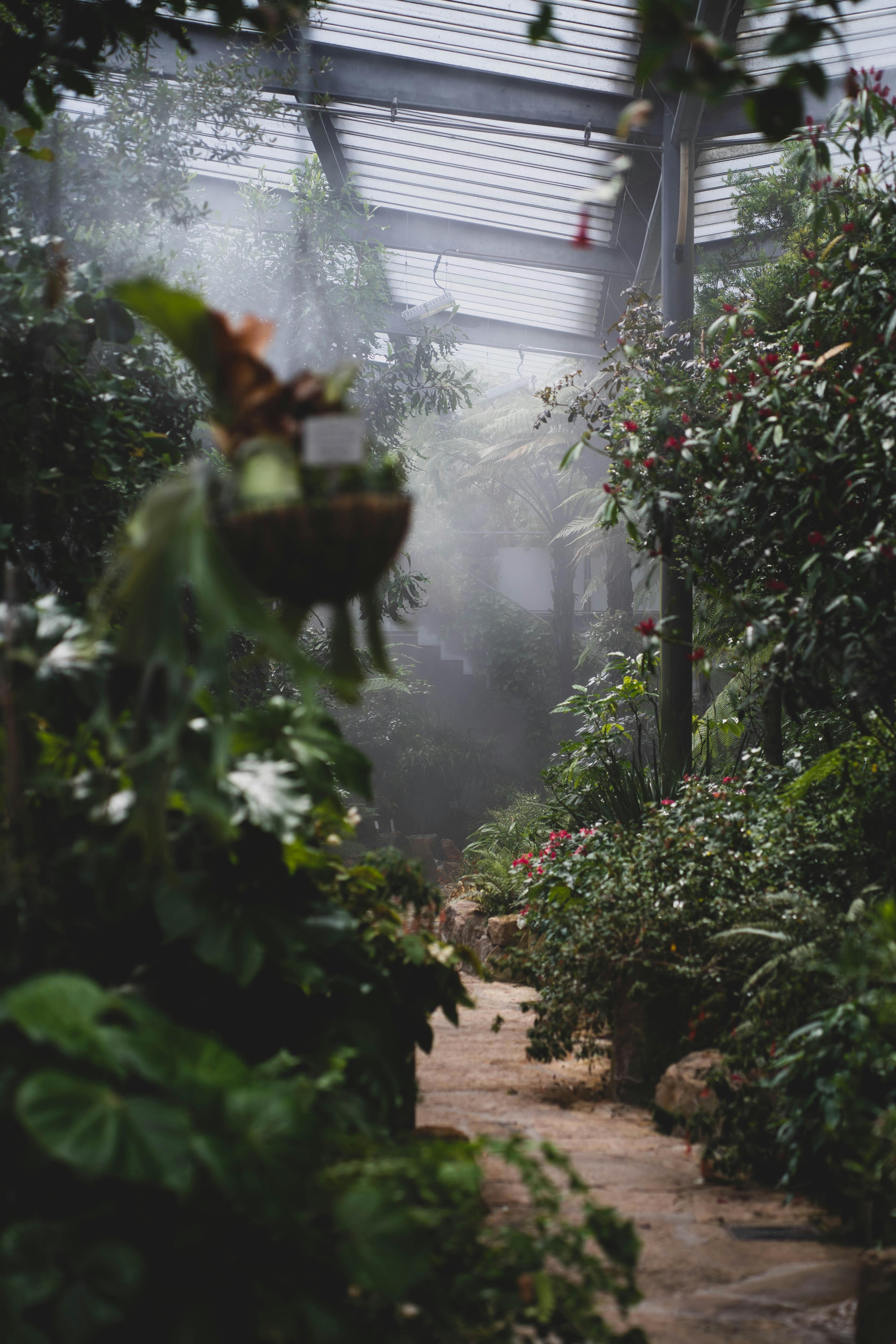 Scenic botanical greenhouse path surrounded by lush greenery and mist.