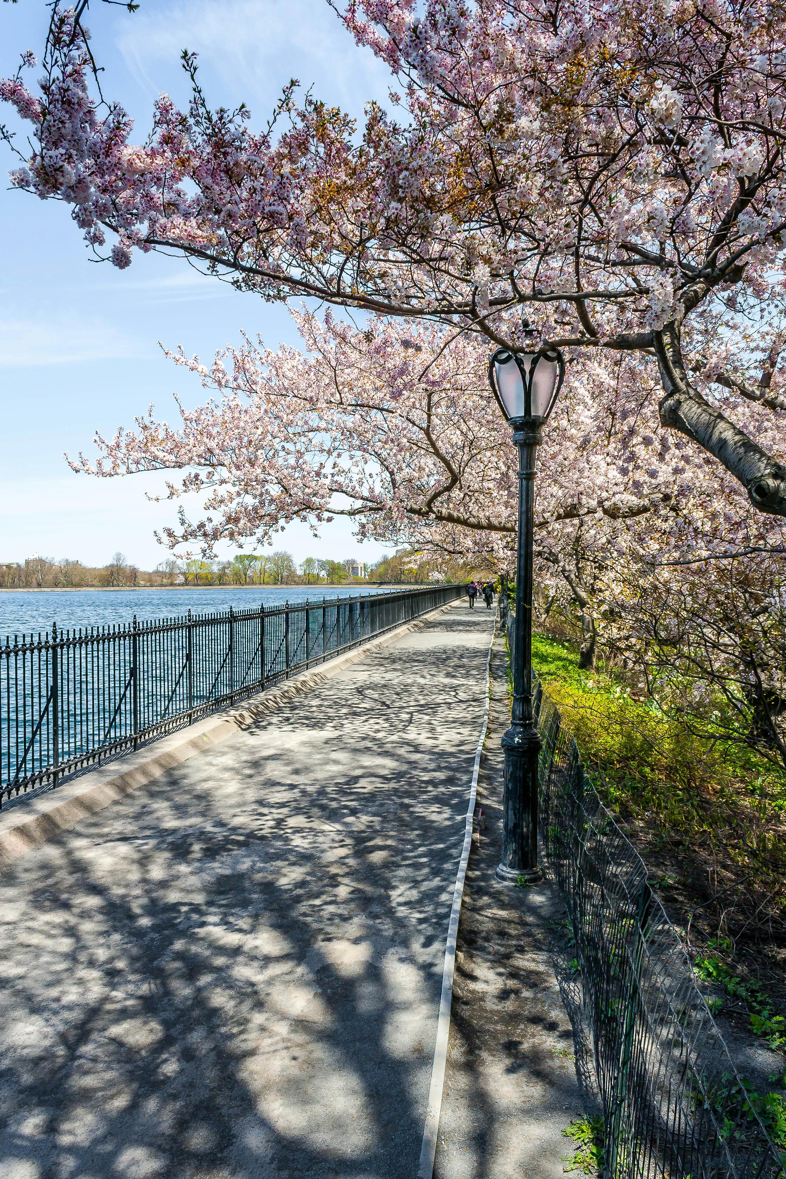 Free stock photo of central park, cherry blossom, lamppost