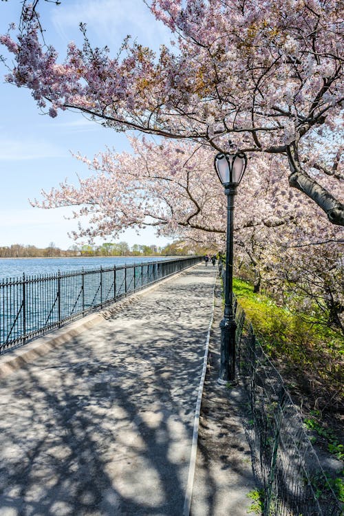 Free stock photo of central park, cherry blossom, lamppost
