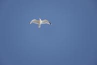 Seagull in Flight Against Clear Blue Sky