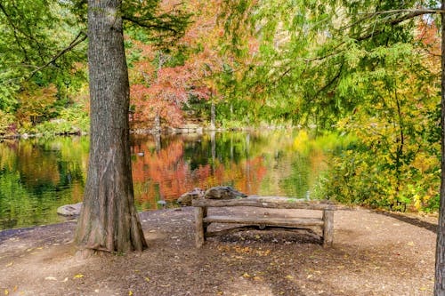 Free stock photo of bench, central park, nature