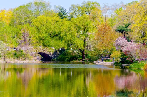 Photos gratuites de bassin, central park, eau