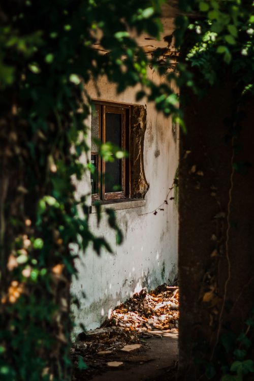 Free Rustic abandoned structure surrounded by lush greenery and natural decay. Stock Photo