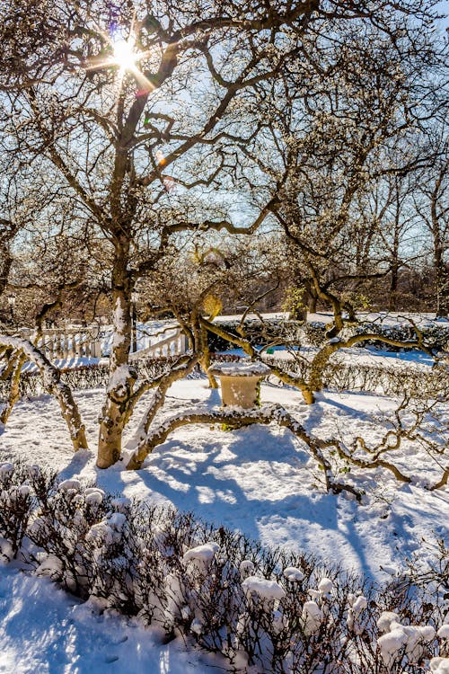 Immagine gratuita di albero, giardino, inverno