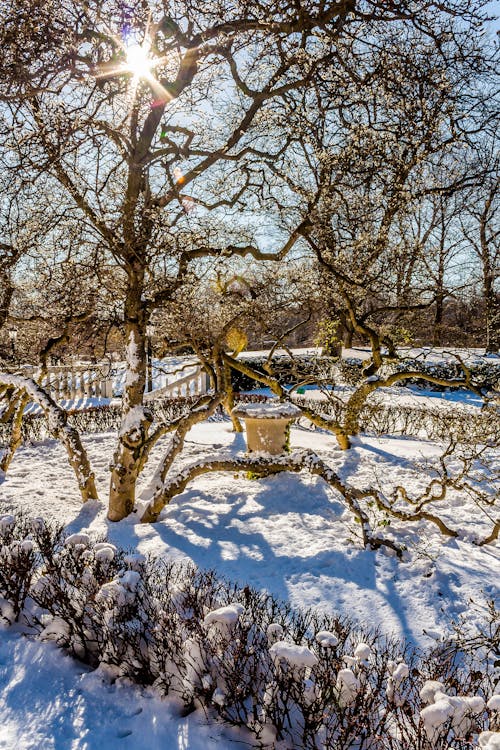 Photos gratuites de arbre, hiver, jardin