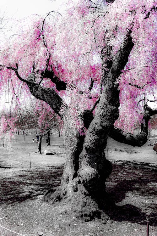 Free stock photo of black-and-white, cherry blossom, color