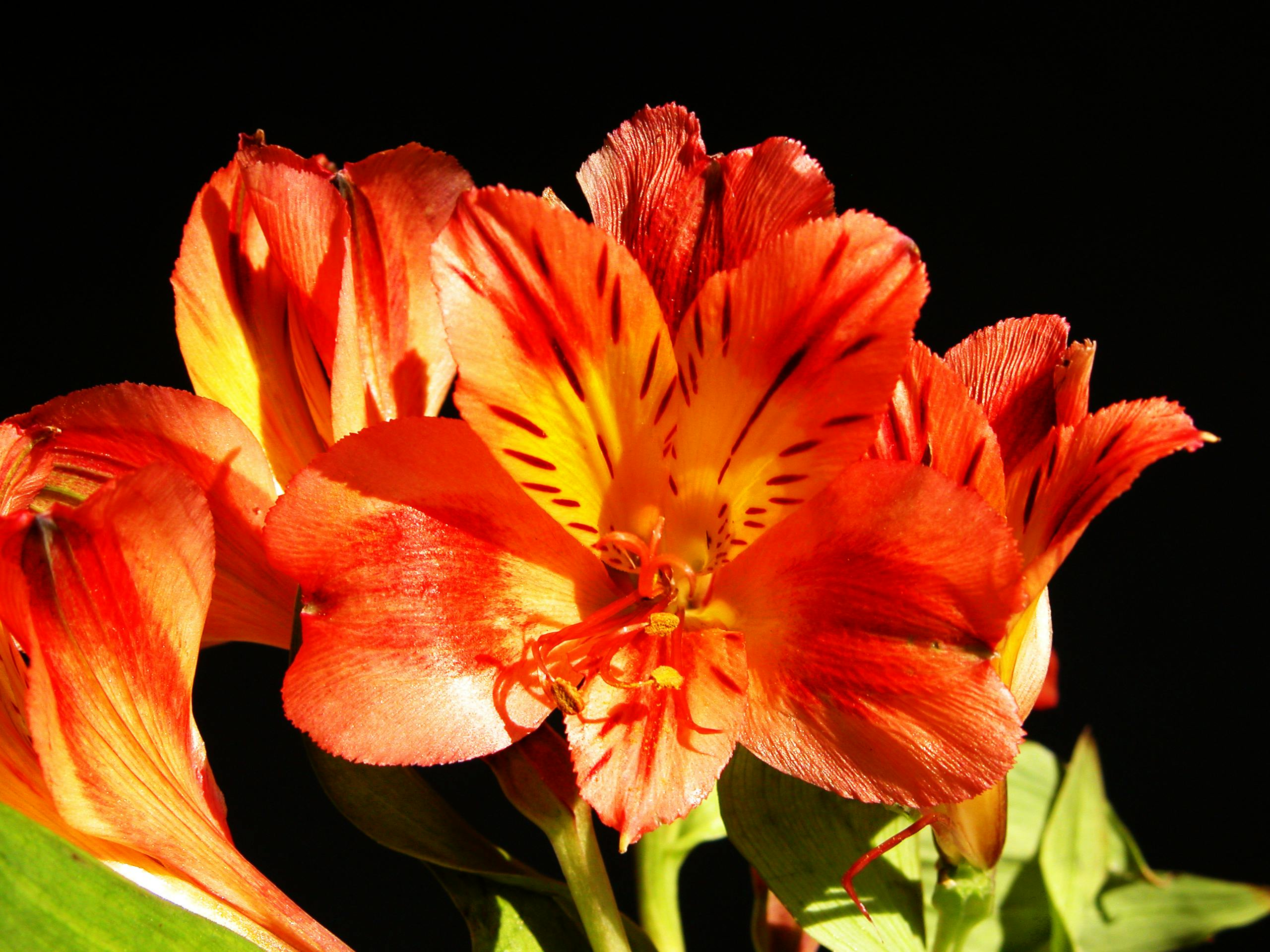 غروب الشمس الهادئ فوق الكثبان الرملية الذهبية أثناء مغامرة سفاري دبي