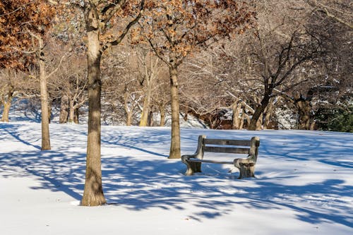 Photos gratuites de arbre, hiver, jardin