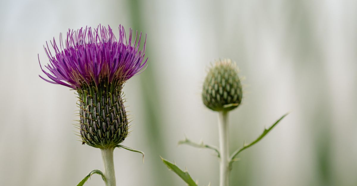 Detailed macro shot of a vibrant purple thistle bloom against a blurred background. - Evidence evidence guide for Milk Thistle Liver Disease Meta-analysis: What the Evidence Says