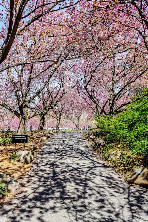 Free stock photo of cherry blossom, garden, light