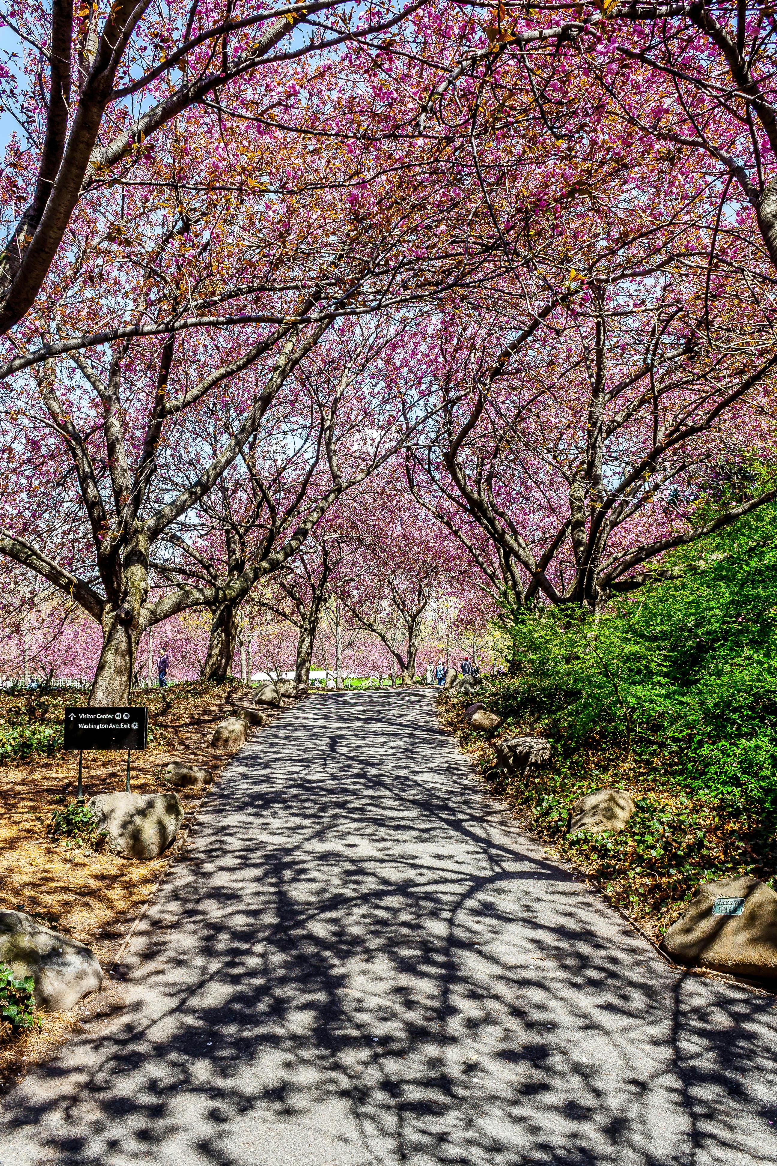 Free Stock Photo Of Cherry Blossom Garden Light