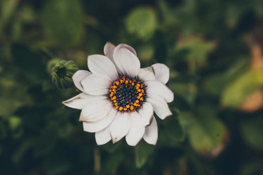 Image by Constanza Flores