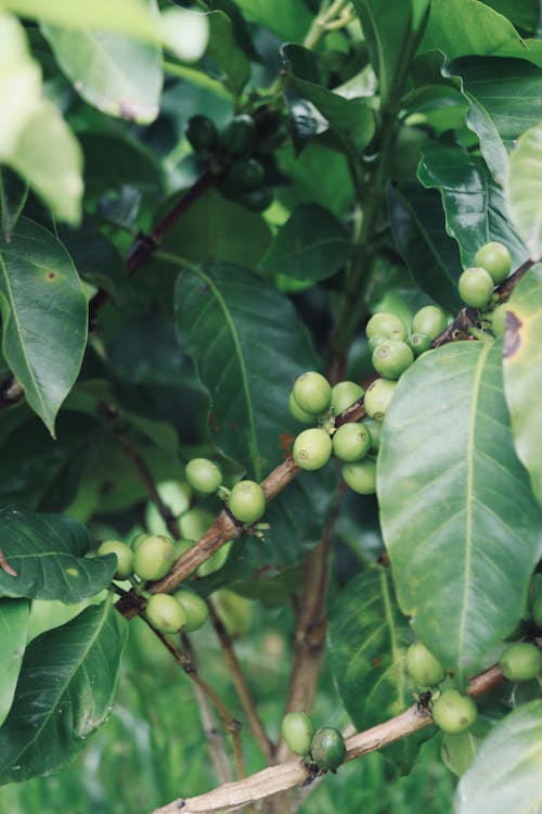 Kostnadsfri bild av kaffe, plantage